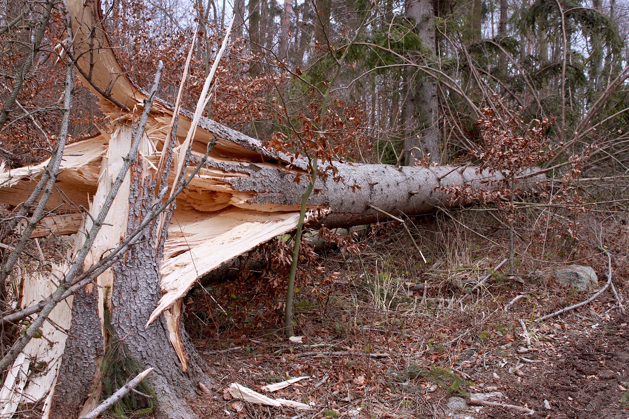 tree, broken, gale-4863208.jpg